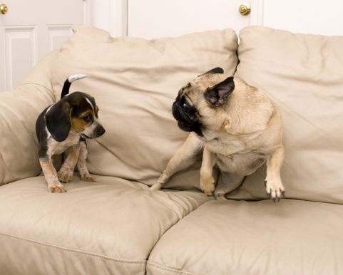dogs playing on furniture upholstery needs protector